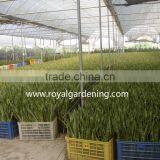 Sansevieria Trifasciata(Snake Plant )Ornamental Plants thumbnail-3