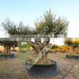 Cieza Collection - Millenary Olive Trees thumbnail-6