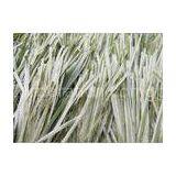 Oliver Green Bicolor Thiolon Outdoor Football Artificial Grass Turf thumbnail-1