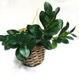 Wholesale Real Touch Flower Arrangement Olive Leaves Artificial Leaves thumbnail-2