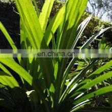 100% Natural Pandan Leaf/High Quality With Price Pandan Leaf From Vietnam thumbnail-4