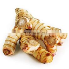 Vietnam Fresh Galangal With High Quality And Cheap Price