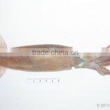 WR Frozen Illex Squid - Whole, Tube, Rings and Tentacles thumbnail-2