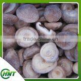 Shiitake Mushrooms 1kg thumbnail-3