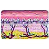 G-CO IPL thumbnail-3