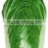 Fresh Cabbage Fresh Chinese Long Cabbage thumbnail-1