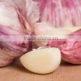 Takings Egyptian Garlic...dry Garlic With Best Quality thumbnail-2
