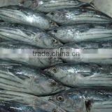 Skipjack Tuna thumbnail-1