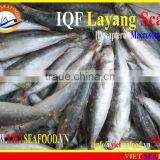 IQF LAYANG SCAD WHOLE ROUND thumbnail-5