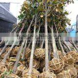 Magnolia Grandiflora Outdoor Landscaping Trees thumbnail-1