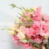 2017 New Cut Fresh Eustomas With Factory Price thumbnail-5