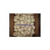 Chinese White Garlic thumbnail-3