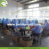 Factory Supply Nutrition Dried Lycium Chinensis thumbnail-4