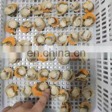 Frozen Farreri Scallop Frozen Scallop Meat thumbnail-3