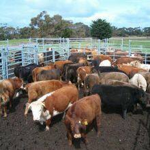 2025 New Model Galvanized Steel High Quality Farm Animal Used Livestock Fence Cattle Horse Sheep Panels Corral Gate thumbnail-2