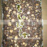 Shiitake Mushroom Cultivation thumbnail-2