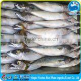 Frozen Pacific Mackerel Fish Scomber Japonicus Products