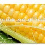 Popular Breakfast Cereal &Corn Flakes Production Line thumbnail-3