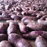 Sweet Potato Fresh Harvest Good Taste Sweet Potato thumbnail-5