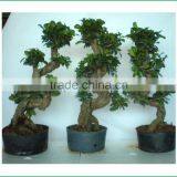 S Shaped Ficus Ginseng Microcarpa Bonsai Tree Banyan Ficus Indoor Ornamental Decorative Plants Nursery thumbnail-1