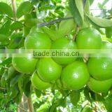 FROZEN LIME FRUIT ( WHATSAPP : 0084907920885 ) thumbnail-1