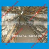 Silver Star Brand broiler battery cages