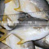 Farming Fish Golden Pomfret thumbnail-1