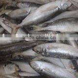 Frozen Fish Horse Mackerel Fish Packaging 10 KG thumbnail-1