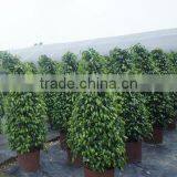 Ficus Benjamina Tower Shape thumbnail-3