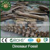 Lisaurus-C-Nice Dinosaur Skeleton Fossil thumbnail-6