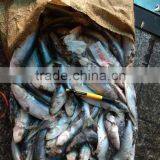 New Coming Frozen Sardine Fish for Feeding 8.5KG / CTN thumbnail-1