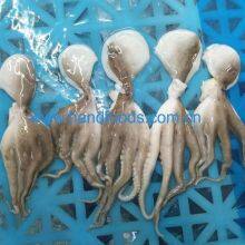Frozen Cleaned Baby Octopus thumbnail-4