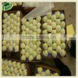 Super Fresh Fruit Ya Pear thumbnail-5