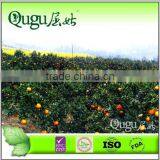 2015 Citrus Orange, Big Size Orange thumbnail-1