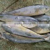 Frozen Whole Mahi Mahi Fish for Market 1kg up thumbnail-1