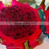 FRESH DRAGON FRUIT WITH REASONABLE PRICE