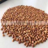 High Quality Roasted Buckwheat thumbnail-1