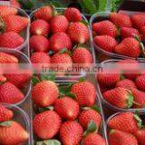 STRAWBERRY FOR SALE