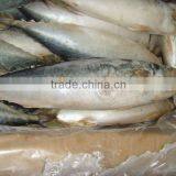 Pacific Block Mackerel Whole