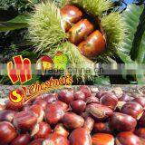 Wholesale Fresh Raw Bulk Chestnuts thumbnail-5