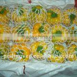 Chinese yellow Bell Pepper