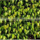Ornamental Plants Ficus Benjamina thumbnail-4