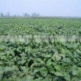 Black Soybeans With Yellow Kernel thumbnail-2