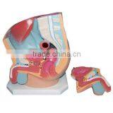 Male Pelvis Anatomical Model thumbnail-1