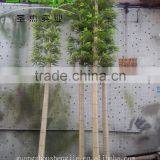 SJLJ013211 Artificial Tree and Plant / Fake Plastic Bamboo Plant for Home / Garden Decoration thumbnail-2