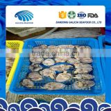 High Quality Frozen Giant Size Clam With Good Services thumbnail-1