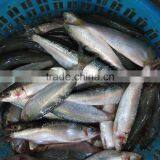 Fresh Canned Whlole Round Sardine Fish Frozen Sardine for Canning thumbnail-1
