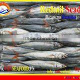 FROZEN REDTAIL SCAD W/R thumbnail-1