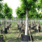Ficus Nitida Landscaping Trees for Outdoor thumbnail-2