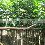 Hibiscus Tiliaceus Trees thumbnail-6